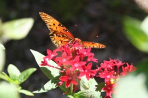 Gulf fritillary on Penta