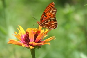 Gulf Fritillary