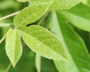 Gulf Fritillary egg laid on Passiflora