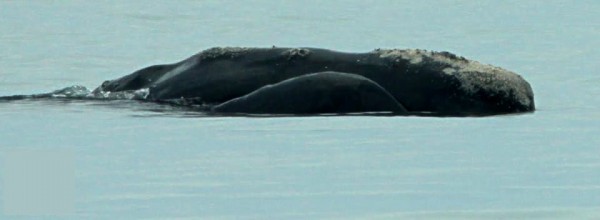 right_whale_feature