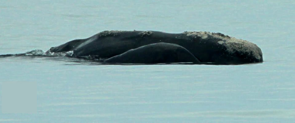 right_whale_feature
