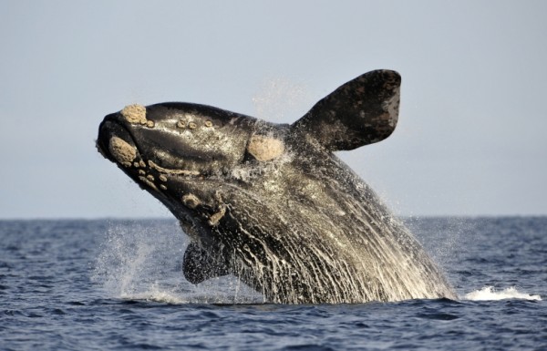 northern-right-whale