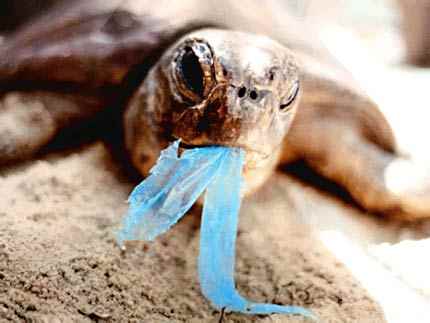 turtle-plastic-bag-photo